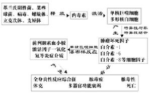 內毒素