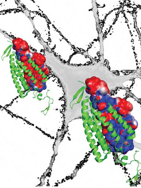 科學家建立大腦“開關”利用光脈沖有效關閉神經活動
