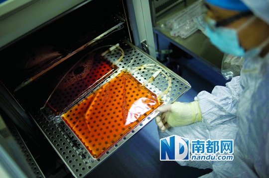 <p>    免疫細胞培養到一定數量后轉移到更大的袋子里儲存。</p>