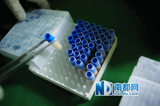 <p>    當患者實施治療時，會提前14天通知實驗室，實驗員取出液氮罐里儲存的免疫細胞樣本進行培養。</p>