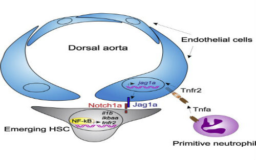 2014你不能錯過的干細胞論文！  